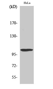 Rabbit Polyclonal Antibody to UBE1L