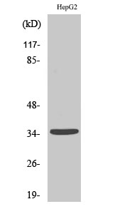 Rabbit Polyclonal Antibody to Ubr1