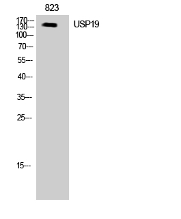 Rabbit Polyclonal Antibody to USP19