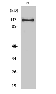 Rabbit Polyclonal Antibody to USP38