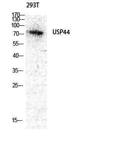 Rabbit Polyclonal Antibody to USP44