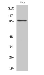 Rabbit Polyclonal Antibody to UTP14A