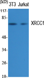 Rabbit Polyclonal Antibody to XRCC1