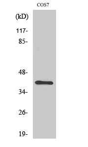 Rabbit Polyclonal Antibody to ZNF134