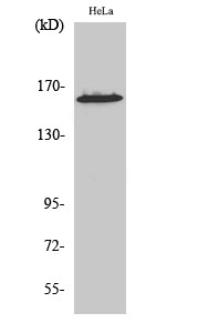 Rabbit Polyclonal Antibody to ZNF608