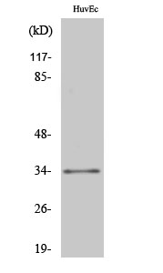 Rabbit Polyclonal Antibody to ZNF75
