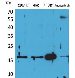 Rabbit Polyclonal Antibody to Apelin