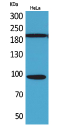 Rabbit Polyclonal Antibody to Trk C