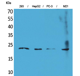 Rabbit Polyclonal Antibody to FGF-6