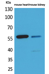 Rabbit Polyclonal Antibody to Angptl1/2