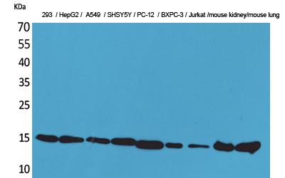 Rabbit Polyclonal Antibody to CyPA