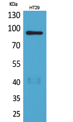 Rabbit Polyclonal Antibody to Neuregulin-2