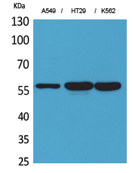 Rabbit Polyclonal Antibody to ERp57