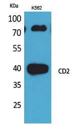 Rabbit Polyclonal Antibody to CD2