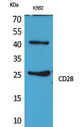 Rabbit Polyclonal Antibody to CD28