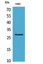 Rabbit Polyclonal Antibody to CD58