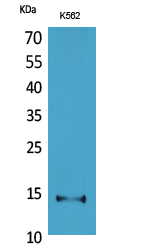 Rabbit Polyclonal Antibody to CD59