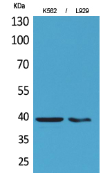Rabbit Polyclonal Antibody to CD84