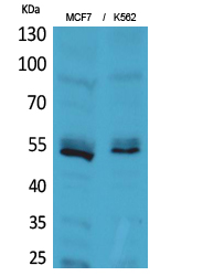 Rabbit Polyclonal Antibody to CD85e/h