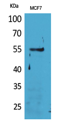 Rabbit Polyclonal Antibody to CD85g