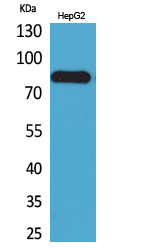 Rabbit Polyclonal Antibody to CD248
