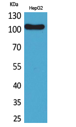 Rabbit Polyclonal Antibody to CD307