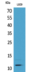 Rabbit Polyclonal Antibody to MCP-2