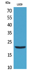Rabbit Polyclonal Antibody to IL-29