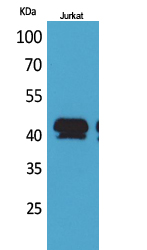 Rabbit Polyclonal Antibody to BMP-8A
