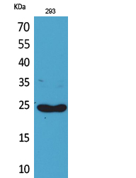 Rabbit Polyclonal Antibody to Lymphotactin