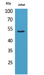 Rabbit Polyclonal Antibody to Tubulin α