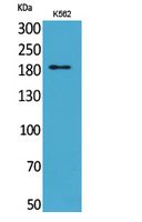 Rabbit Polyclonal Antibody to CD169