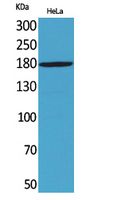 Rabbit Polyclonal Antibody to Endo180