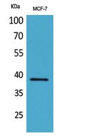 Rabbit Polyclonal Antibody to Cerberus