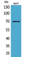 Rabbit Polyclonal Antibody to HSP70
