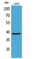 Rabbit Polyclonal Antibody to EKLF