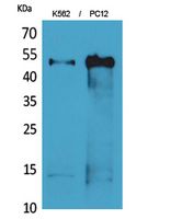 Rabbit Polyclonal Antibody to Tubulin α