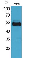 Rabbit Polyclonal Antibody to Ub