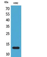 Rabbit Polyclonal Antibody to Lymphotactin