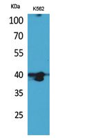Rabbit Polyclonal Antibody to GPR87/95