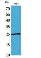 Rabbit Polyclonal Antibody to PRX I