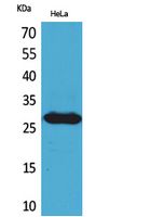 Rabbit Polyclonal Antibody to SNRPN