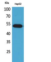 Rabbit Polyclonal Antibody to LIR-7