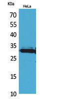 Rabbit Polyclonal Antibody to IL-33