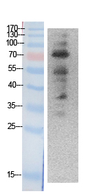 Rabbit Polyclonal Antibody to Ub