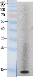 Rabbit Polyclonal Antibody to Histone H2A
