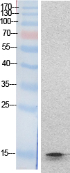 Rabbit Polyclonal Antibody to Histone H2B