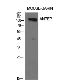 Rabbit Polyclonal Antibody to CD13