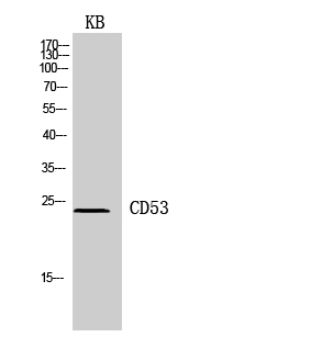 Rabbit Polyclonal Antibody to CD53