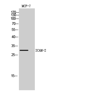 Rabbit Polyclonal Antibody to ICAM-2